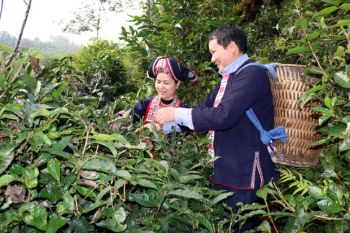 Hà Giang: Bảo tồn vùng chè Shan tuyết cổ thụ Lũng Phìn