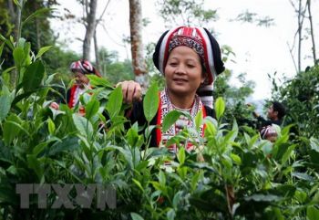 Phát triển chè shan tuyết theo hướng hữu cơ, giá tăng rõ rệt